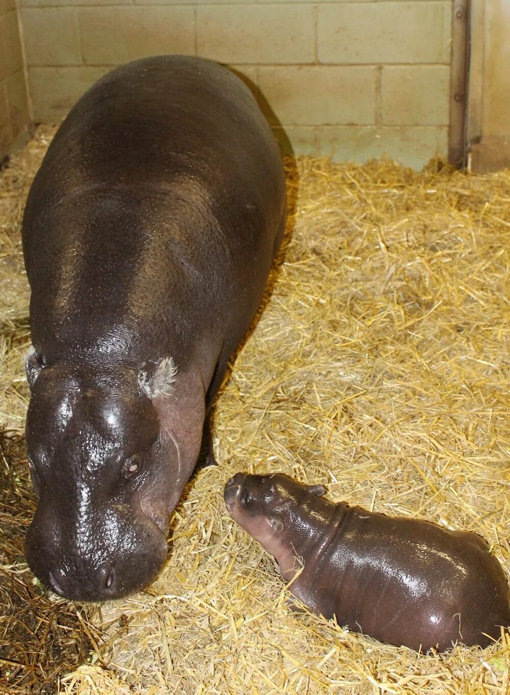 Сколько детенышей бегемота родилось. Новорожденный карликовый Бегемот. Карликовый Бегемот маленький. Критский карликовый Бегемот. Карликовый Бегемот вес.