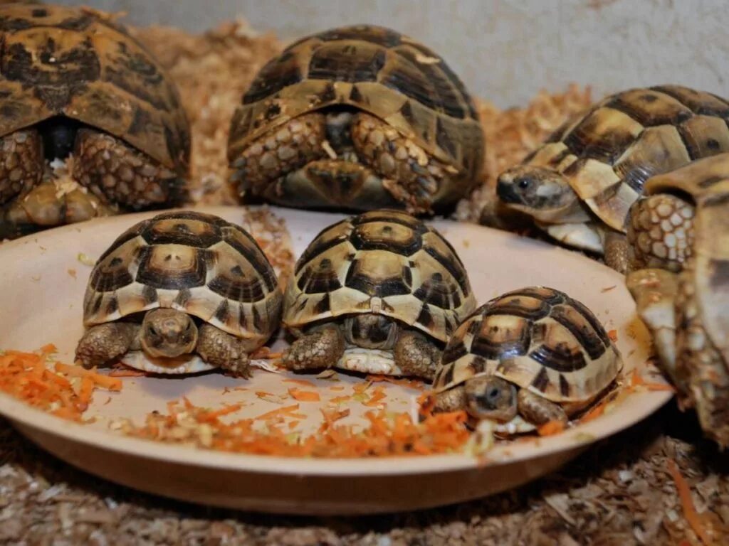 Какой тип питания характерен для среднеазиатской черепахи. Среднеазиатская сухопутная черепаха. Среднеазиатская черепаха панцирь. Среднеазиатская красноухая черепаха. Черепашата среднеазиатской черепахи.