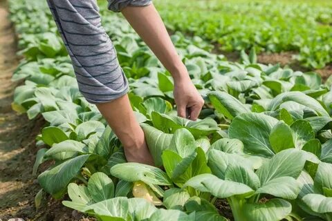 Пекинская капуста полив
