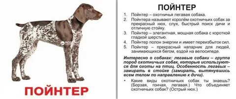 Охотничья собака 5 букв сканворд