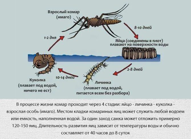 Цикл развития комара анофелес. Стадии жизненного цикла комара. Стадия развития комара схема. Цикл развития москита.