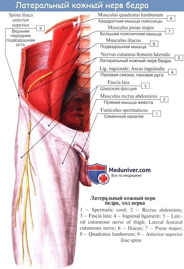 Невропатия полового нерва. Латеральный кожный нерв бедра иннервация. Кожный бедренный нерв анатомия. Невропатия бедренного нерва анатомия. Подкожный нерв бедра анатомия.