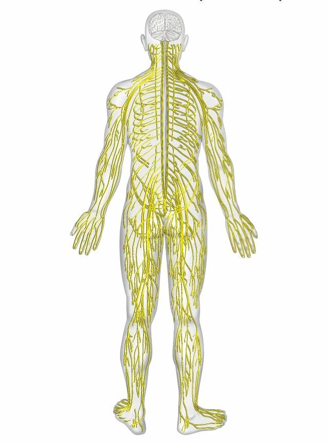 Нервная система рисунок. Анатомия человека нервная система ПНС. Периферическая нервная система анатомия. ПНС периферическая нервная система. Нервная система человека схема.