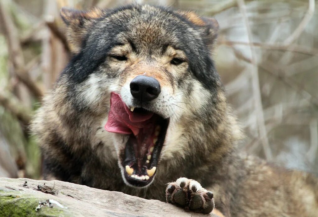 Пасть серого волка. Волкособ оскал. Оскал волка. Волк зевает. Красивый оскал волка.
