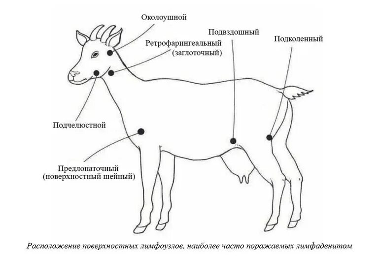 Лимфатическая система барана схема. Лимфатические узлы овцы схема. Лимфатические узлы у барана схема. Лимфатическая система козы.