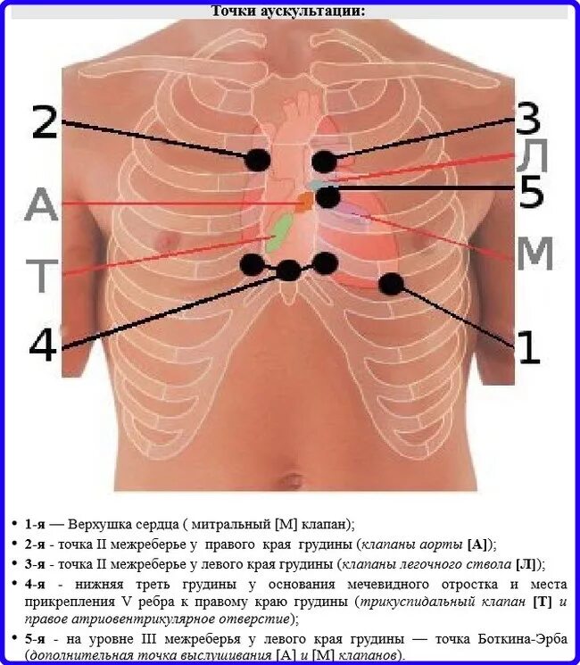 Точки прослушивания сердца. Точки аускультации сердца 5 точек. Точки аускультации клапанов сердца. Точки прослушивания клапанов сердца. Точка 20 на телефон