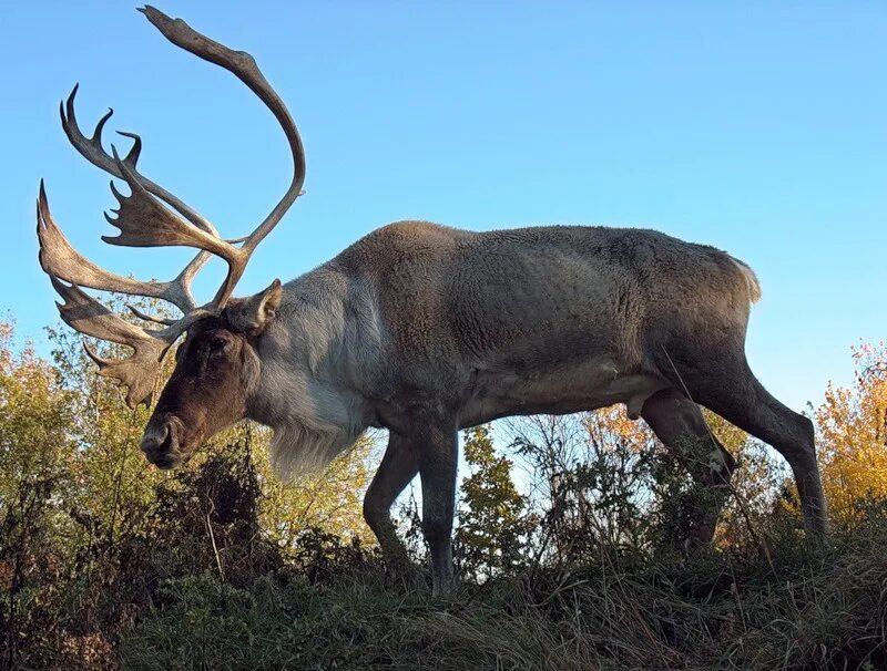 животные ханты мансийского округа. животные хмао югры. животные ханты. животное хмао. животные хмао югры.