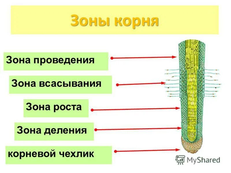 Зона деления корня ответ