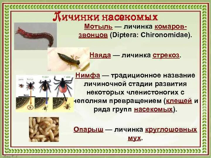 Названия стадий между личинкой и нимфой