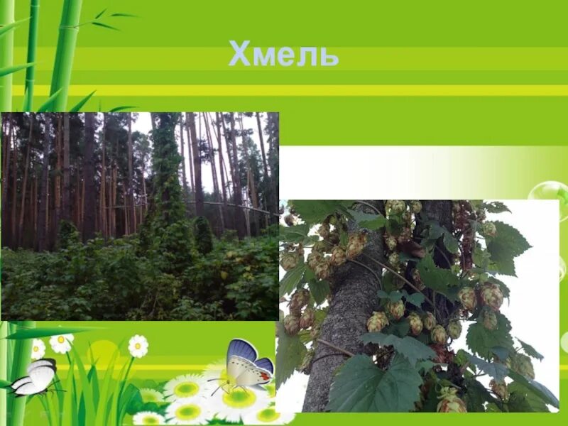 Деревья леса 2 класс 21 век. Орешник ярус. Деревья леса 2 класс 21 век. Кленовое дерево для урока. Кустарники и кустарнички.