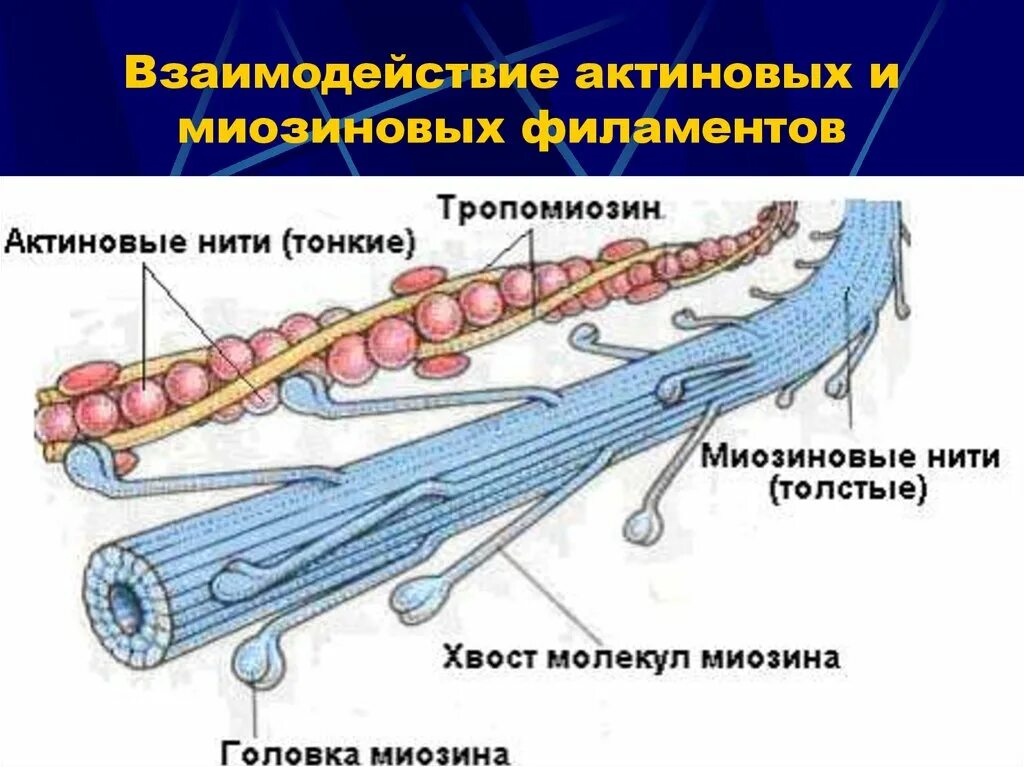 Актин и миозин это филаменты. Схема движения актина и миозина. Тонкие нити актина. Модель скользящих нитей. Актин миозин тропонин.
