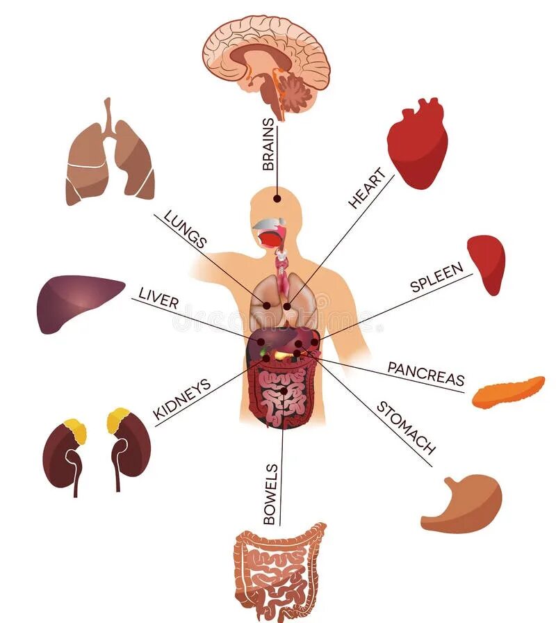 Внутренние органы человека. Макет внутренних органов. Модель аппликация внутренние органы человека. Макет внутренних органов человека. Любой орган в организме