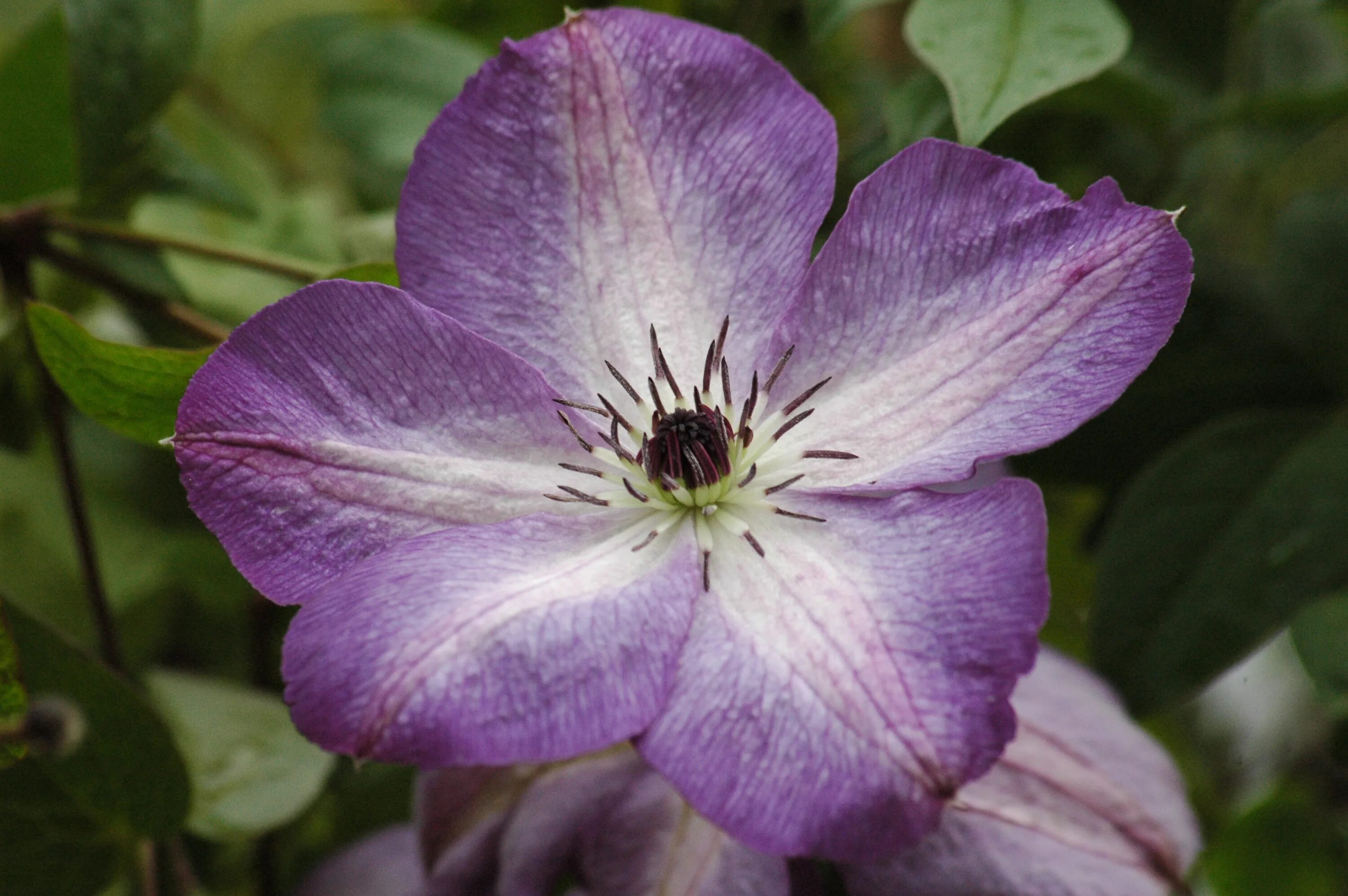 Клематис venosa violacea. Клематис Флорида биколор. Клематис Витицелла. Клематис старберст. Клематис веноза виолацеа описание