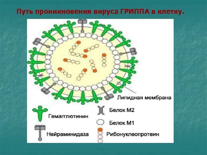 Варианты вируса гриппа. Вирус проникает в клетку. Вирус гриппа. Клетка вируса гриппа. Схематическая структура вируса гриппа.