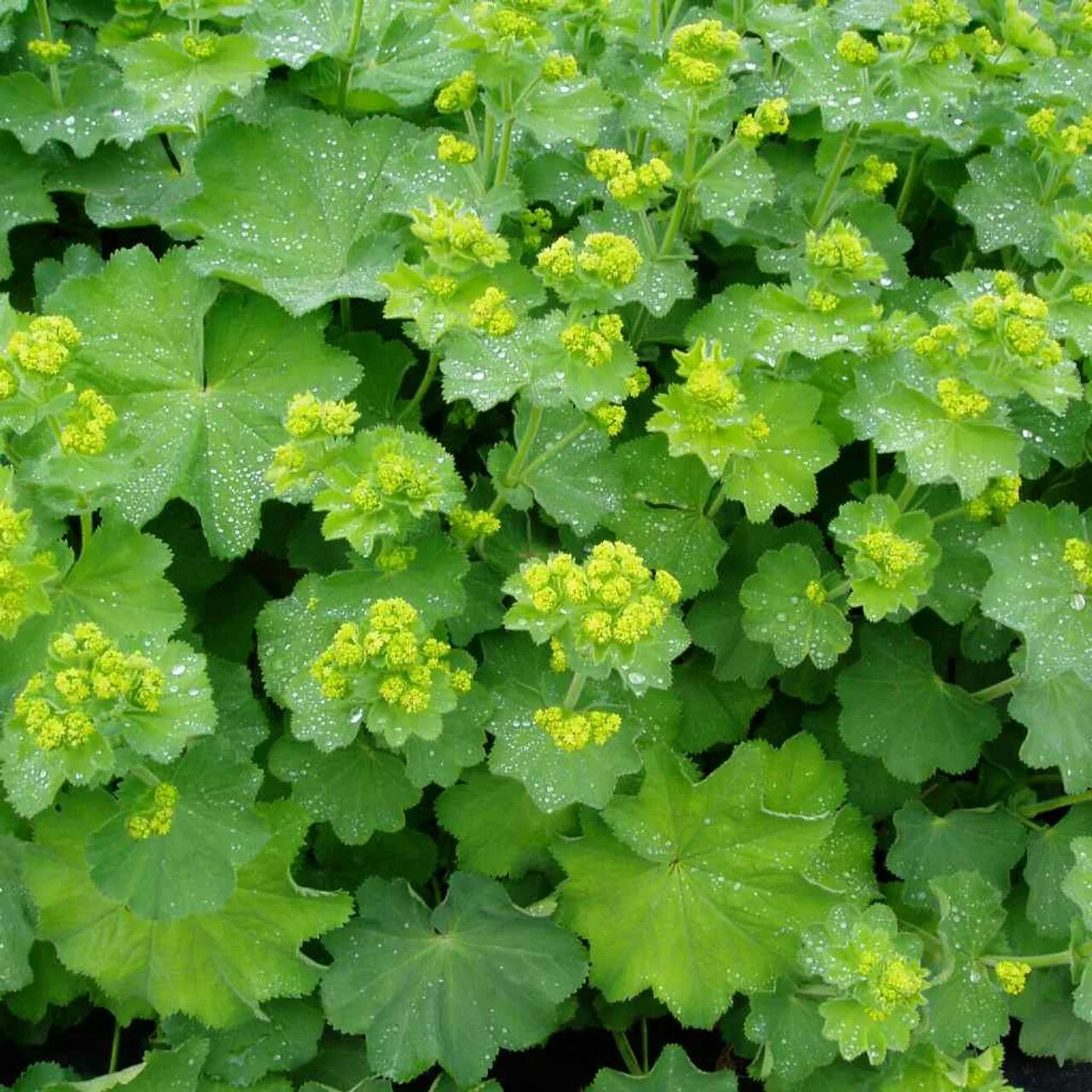 Манжетка посадка и уход. Манжетка alchemilla mollis. манжетка красночерешковая. манжетка красночерешковая (alchemilla erythropoda). манжетка городковатая.