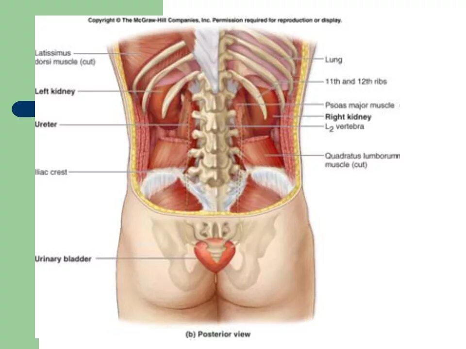 sistema urinario parte 2.wmv - YouTube