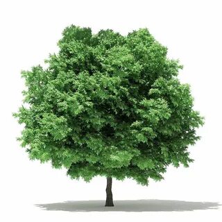 Tree 6
