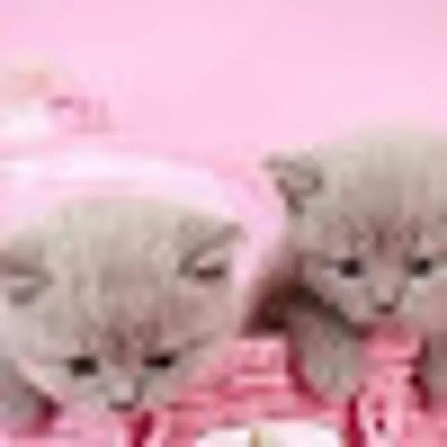 Рэгдолл котята. Красивые кошечки. Милые котики. Четверо котят. Красивые котики.