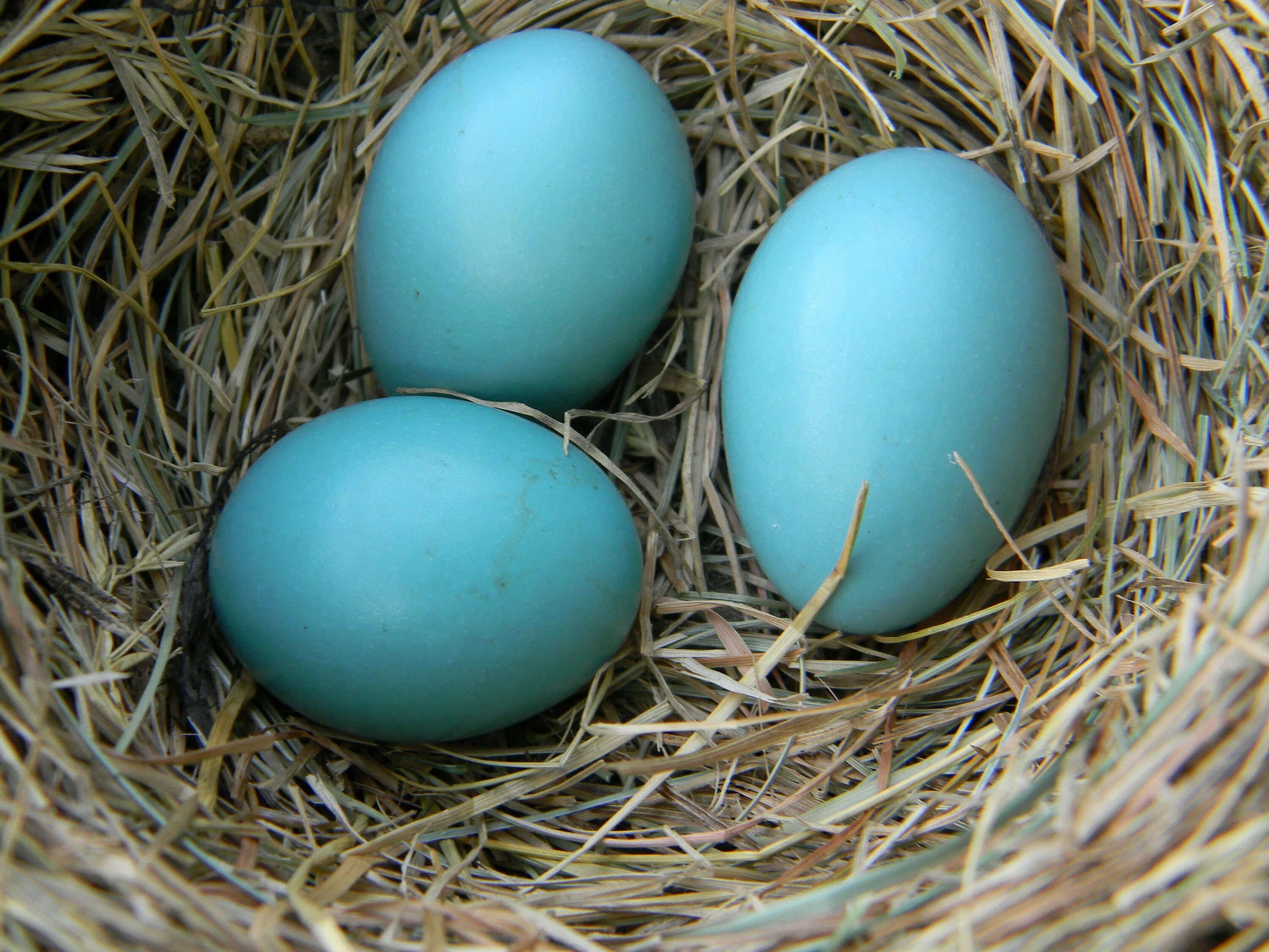Какого цвета яйца птиц. Куры Араукана яйца. Араукана порода. Араукана яйца. Зеленые яйца порода кур Араукана.
