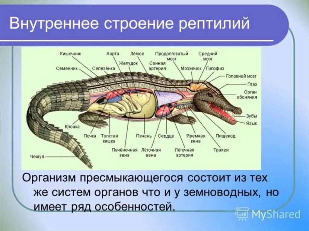 В отличие от рептилий млекопитающие имеют губы. Систему внутреннего строения пресмыкающихся. Строение пищеварительной системы животных пресмыкающие. Внутреннее строение пресмыкающихся таблица. Система органов класс пресмыкающиеся рептилии.