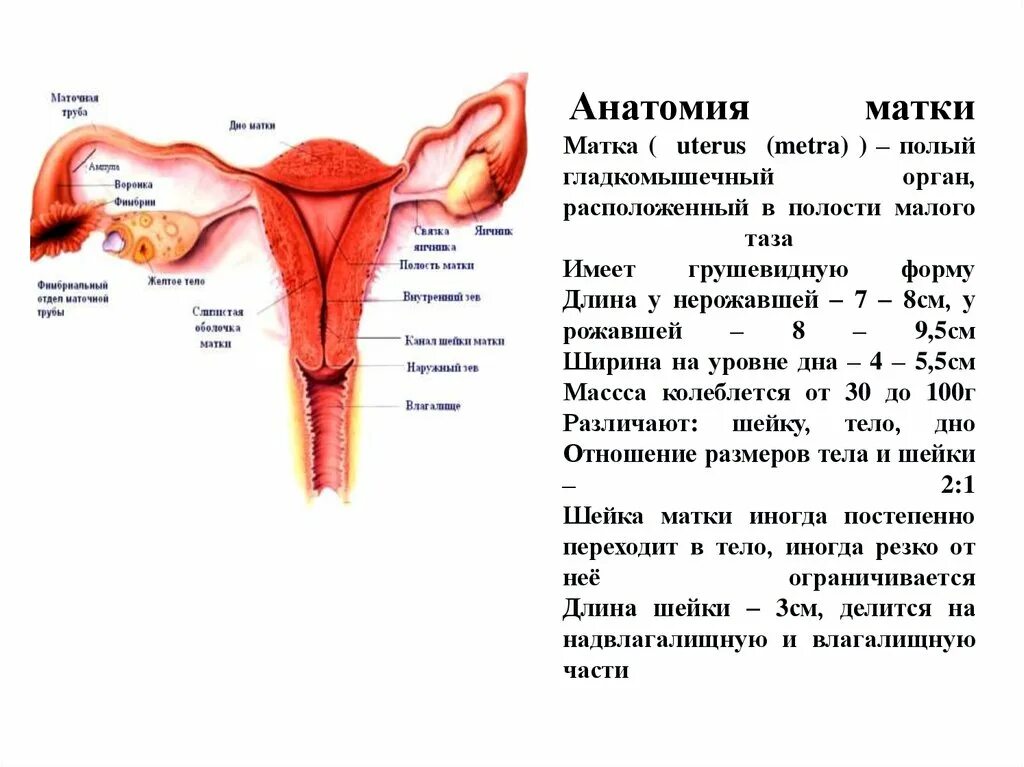На каком расстоянии находится матка от входа. Аномалии развития женских половых органов. Диаметр влагалища у женщин. На каком расстоянии находится матка от входа. Сколько см от влагалища до матки.
