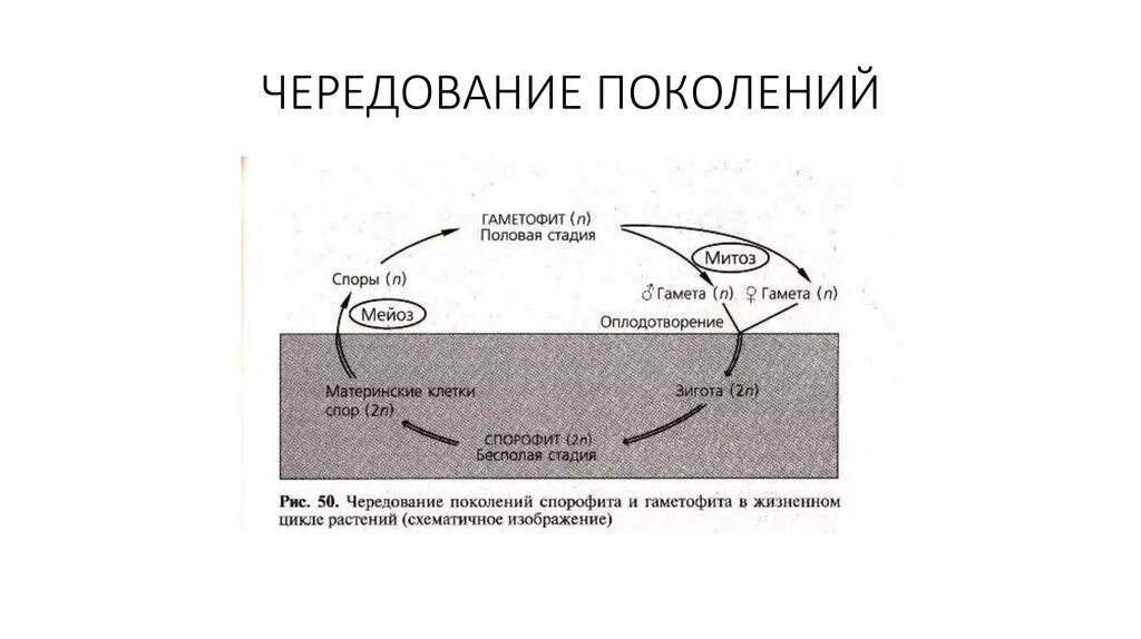 Диплоидная стадия спорофита. Чередование поколений общая схема. Чередование поколений спорофита и гаметофита в жизненном цикле. Чередование диплоидного и гаплоидного поколения. Схема чередования поколений у растений.