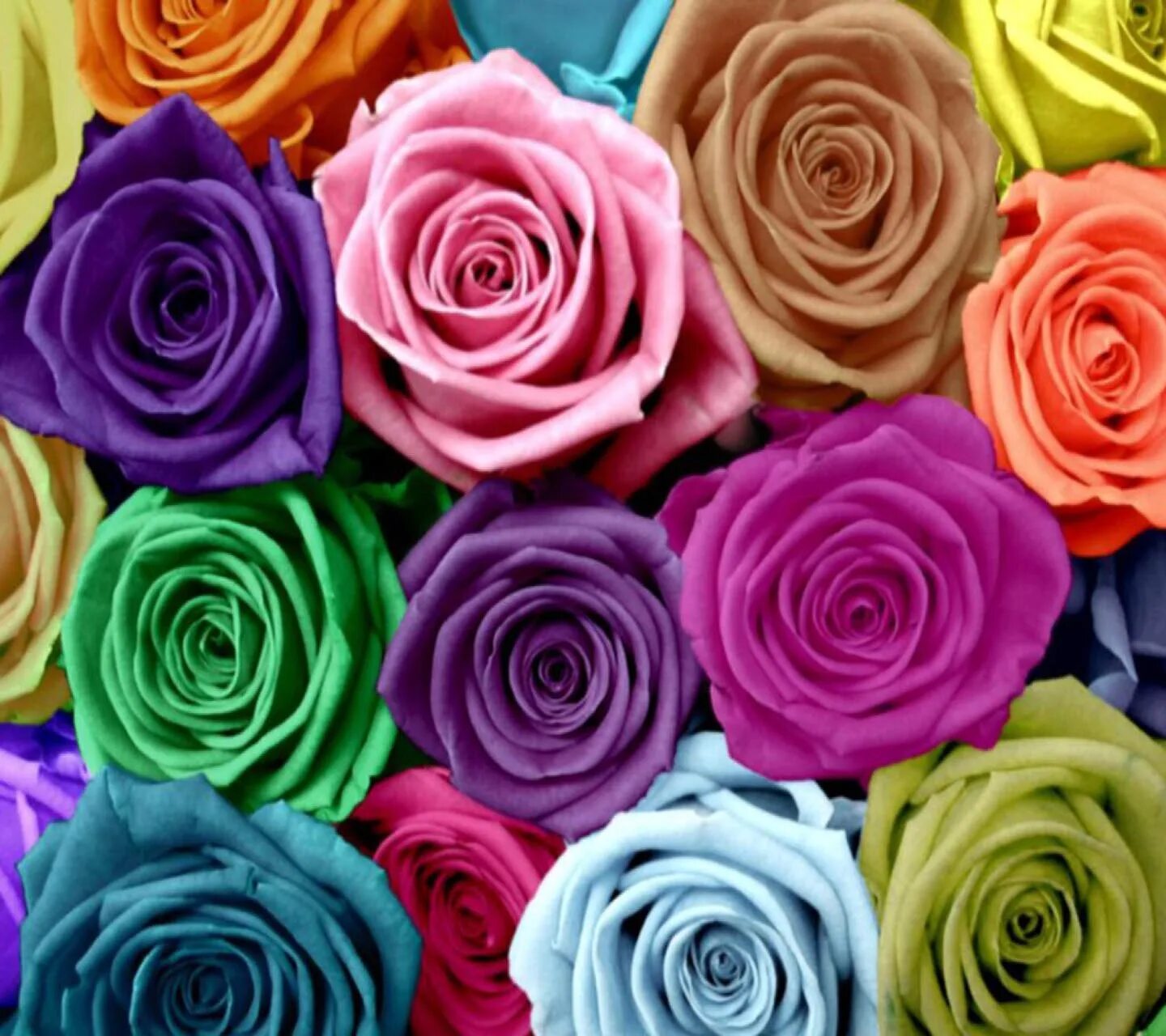 Разноцветные розы. Цвета роз. Красивые разноцветные розы. Розы цвета радуги.