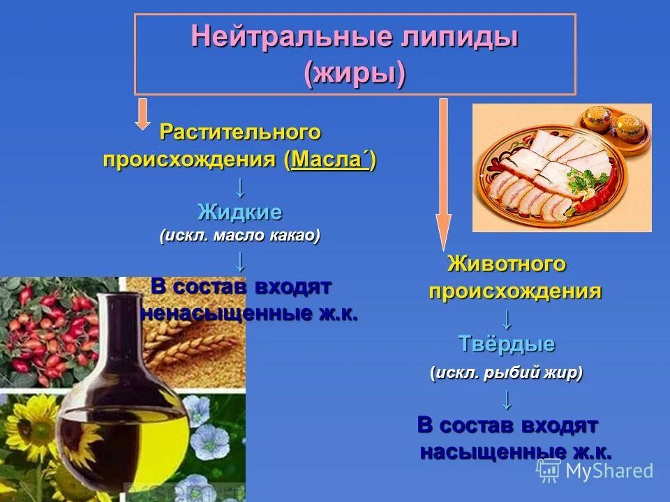 классификация растительных жиров схема. липиды растительного происхождения. растительные и животные жиры. классификация растительных жиров. растительные жиры твердые и жидкие.