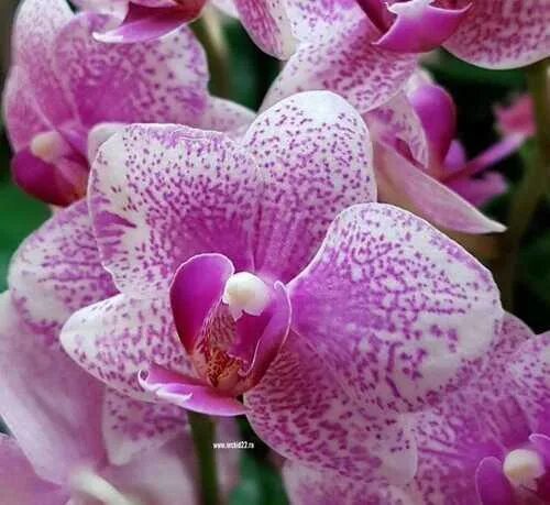 Phalaenopsis Rotterdam Passiflora.ru - Сервис коллективных заказов