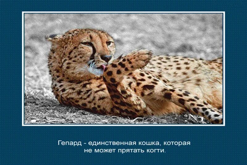 Животные короткого дня