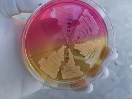 Стафилококки продукты