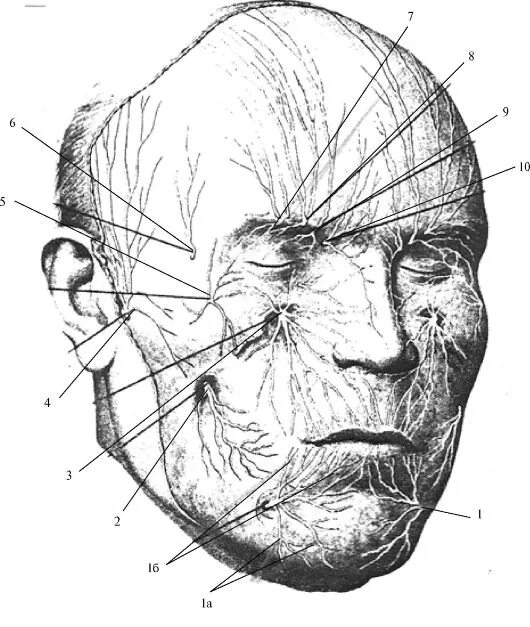 Подглазничный нерв анатомия. Подглазничный нерв топография. Скуловая зона анатомия. Топографич анатомия сосудисто нервных Пучков лица. Лицевой нерв череп