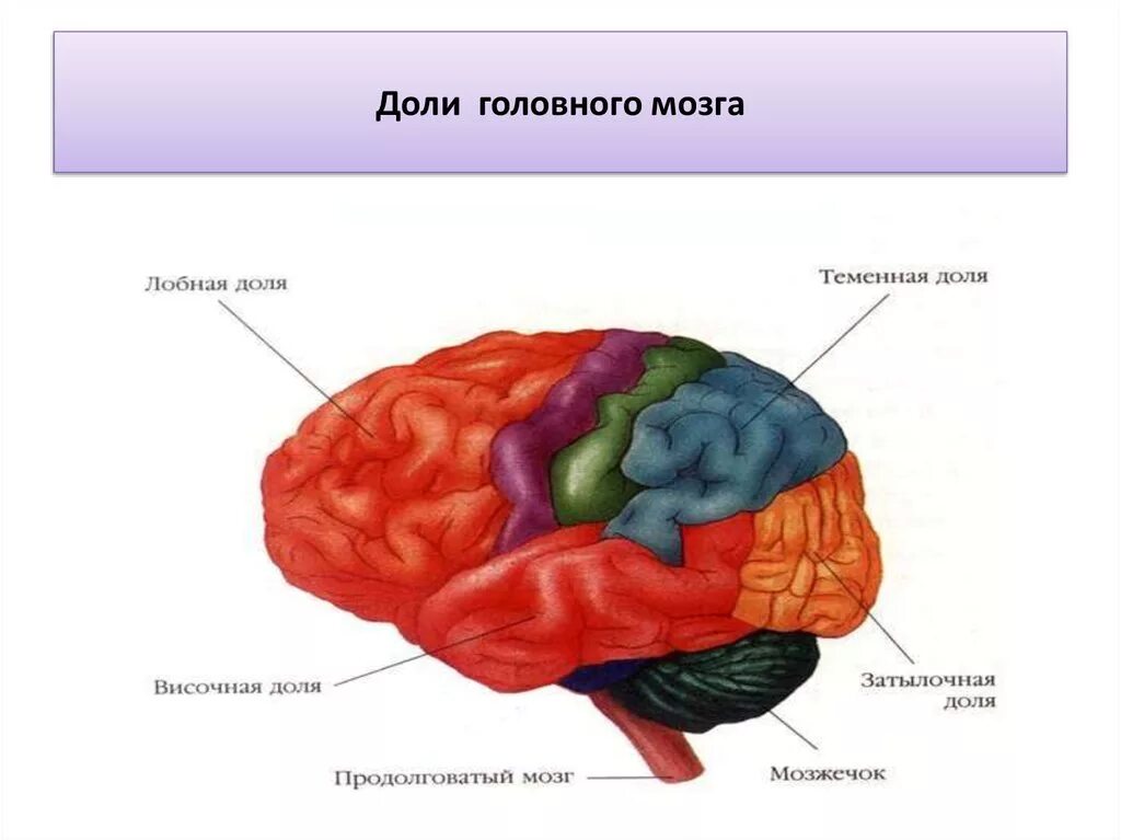 Передние лобные доли мозга. Строение лобной доли головного мозга. Строение лобной доли мозга анатомия. Строение функции долей мозг. Сонные доли головноно мозга.