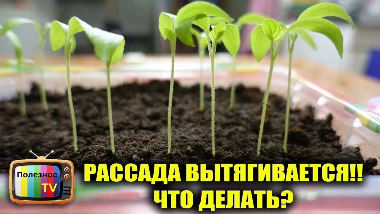 Тянется рассада огурцов что делать. Огуречная рассада вытянулась. рассада огурцов вытянулась. рассада помидор вытянулась. огурцы вытянулись в рассаде.
