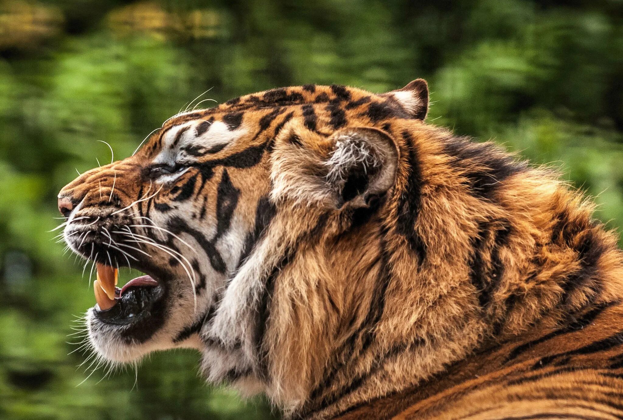 Амурский тигр рычит. Tiger side. Лицо тигра. Тигр идет сбоку. Tiger side.