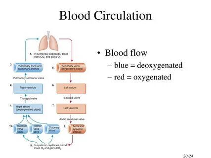 Blood circulation