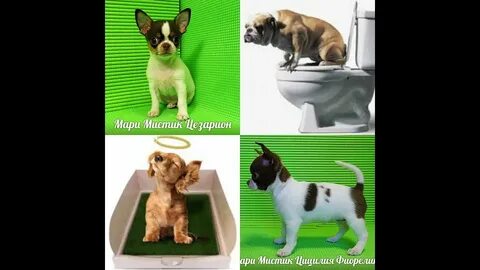Чихуахуа пеленка