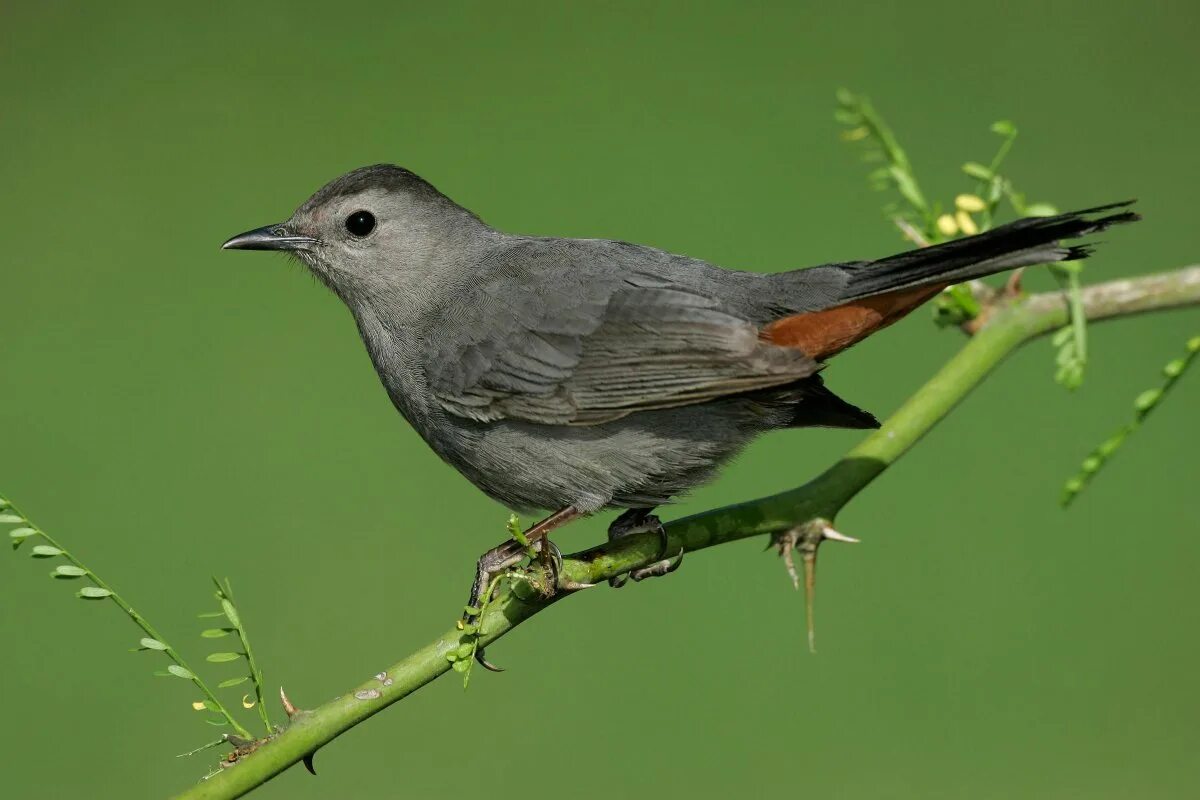 Серый Дрозд (Grey Catbird). Dumetella carolinensis. Gray Catbird птица. Кошачий пересмешник птица.