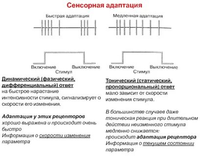 Сенсорная адаптация