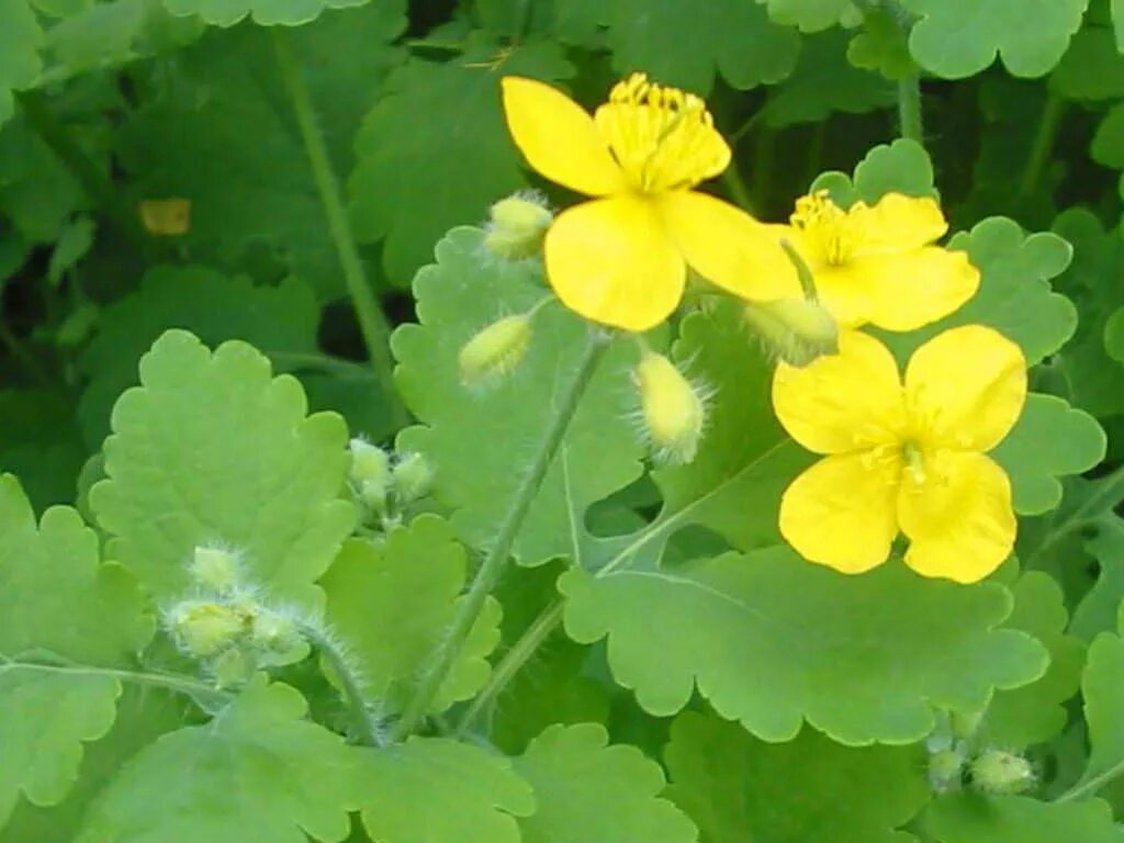Чистотел в помощь. Chelidonium majus. чистотел большой (chelidonium majus l.). чистотел бородавник. чистотел соцветие.