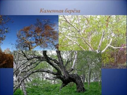 Береза где растет природная зона