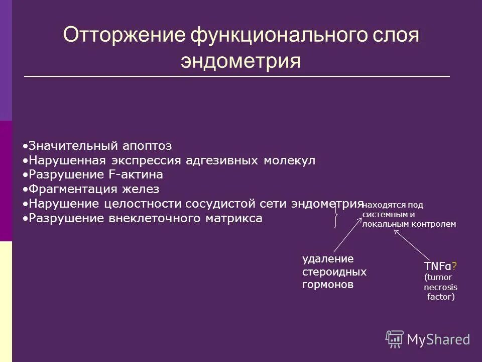 Отторжение функционального слоя эндометрия. Циклическое отторжение функционального слоя эндометрия называется. Стадии цикла месячных. Циклическое отторжение функционального слоя эндометрия называется. Функциональный и базальный слой эндометрия в матке.