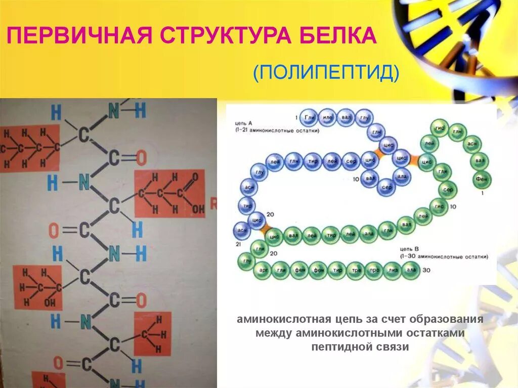 Пример первичного белка. Первичная структура белка  аминокислотные остатки. Первичная структура белка. Строение полипептидов и белков. Первичная структура белка связи.