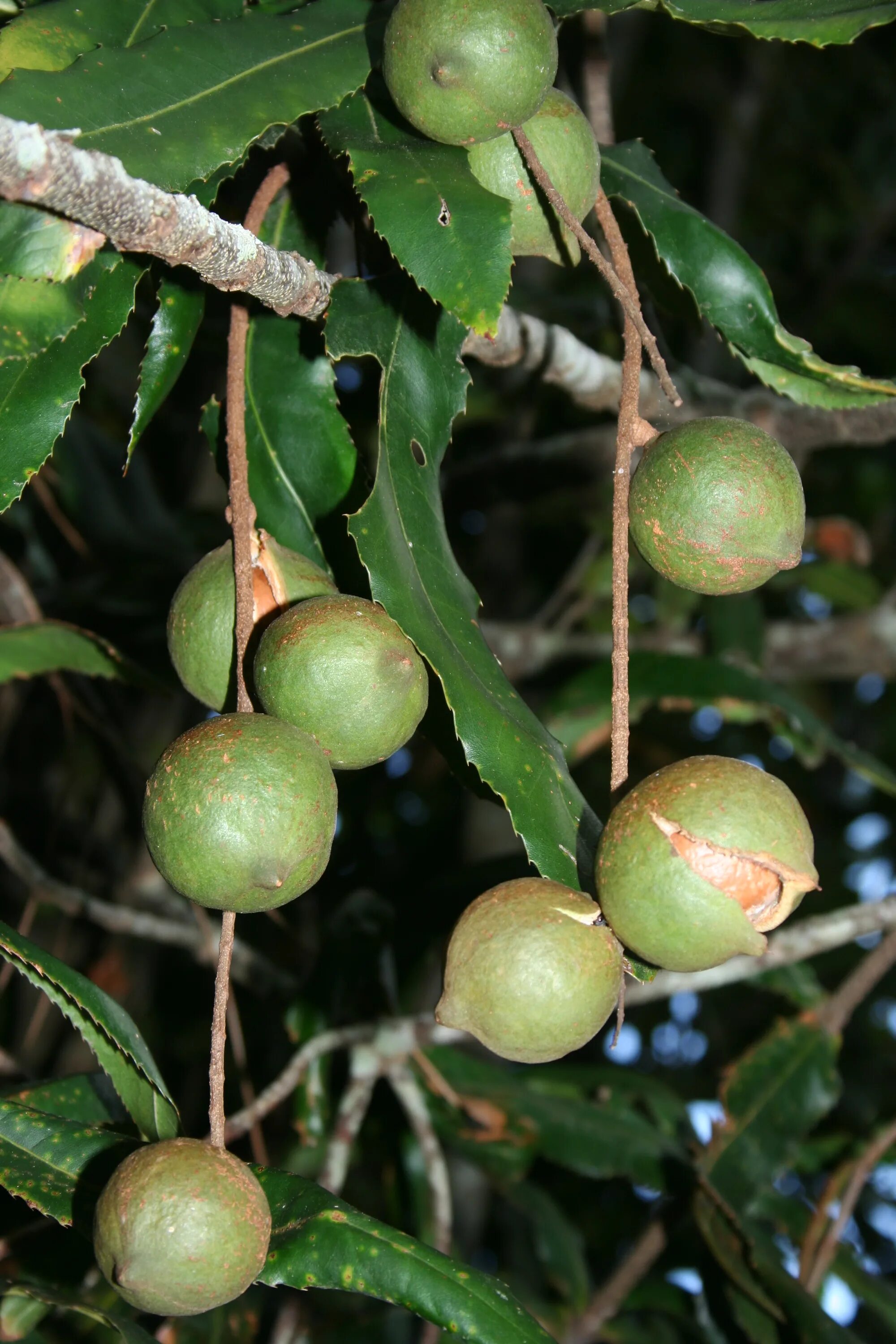 В каких странах растет макадамия. Макадамия. Макадамия орех дерево. Macadamia tetraphylla. Орешник макадамия.