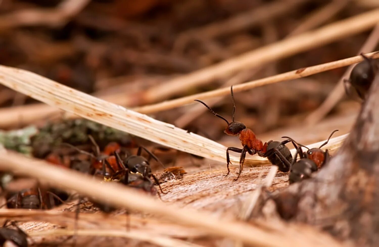 Ant building. Муравейник весной. Муравьи весной. Муравьи живой мост. Ant building.