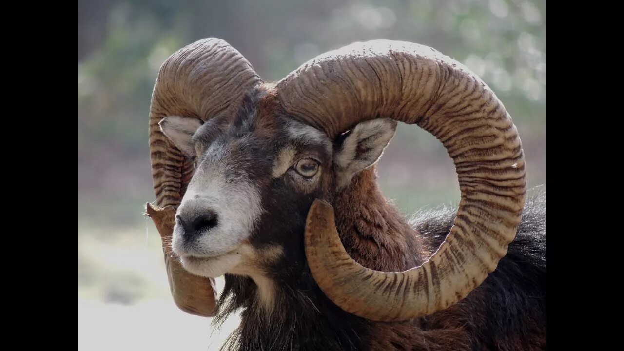 Pin on Priroda Wild animals pictures, Big horn sheep, Animals beautiful