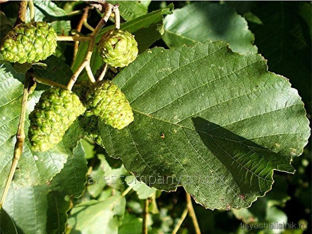 Ольха дерево как выглядит и где растет. Alnus ольха. ольха серая alnus incana. ольха манчжурская.