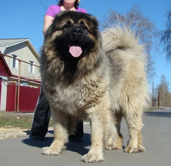 кавказская овчарка 110 кг. кавказская сторожевая овчарка. волкодав кавказский алабай. грузинская горная собака нагази. высокий кавказец.