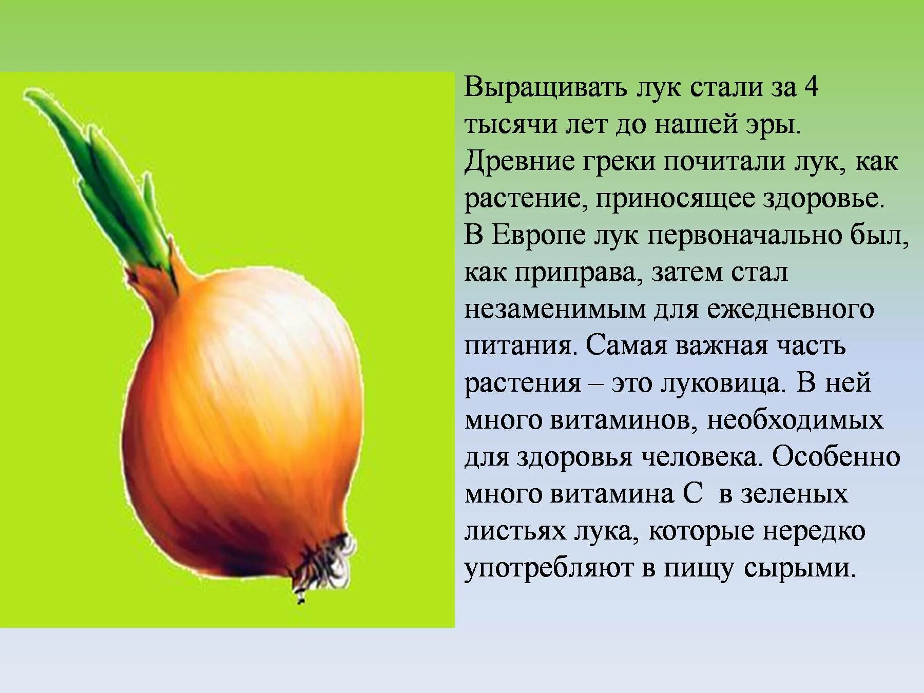 Толкование лук 8. Проект на тему лук. Лук описание растения. Рассказ о луке. Презентация на тему лук.