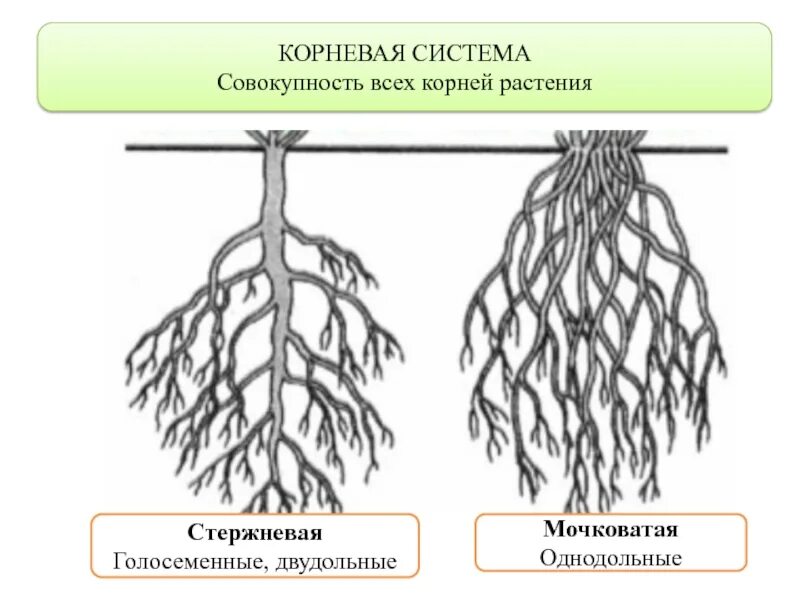 Березовый какой корень